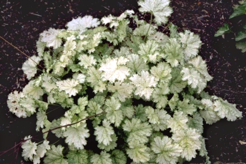 Purperklokje - Heuchera 'Snow Storm'