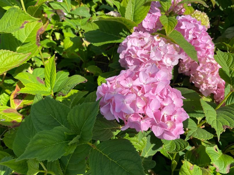 Hortensia - Hydrangea macrophylla 'Sainte Claire'