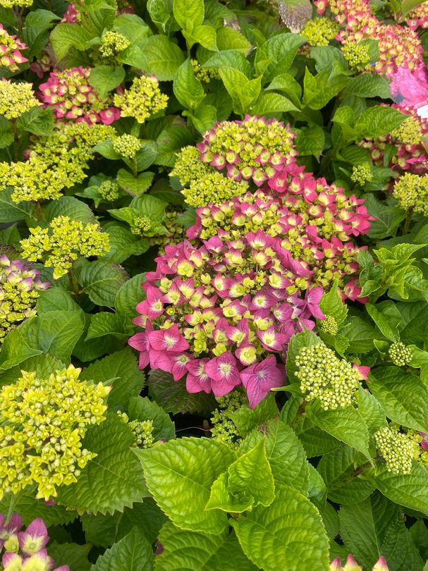 Hortensia - Hydrangea macrophylla 'Summer Love Red'