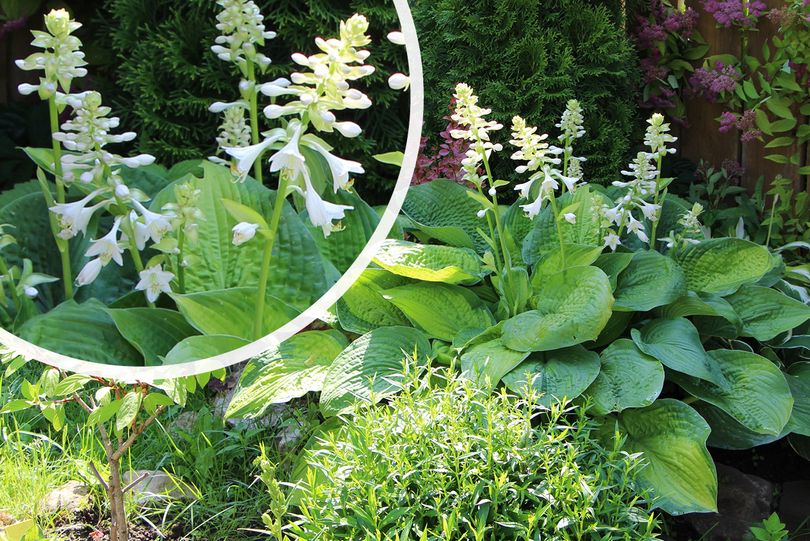 Hartlelie - Hosta 'Guacamole'