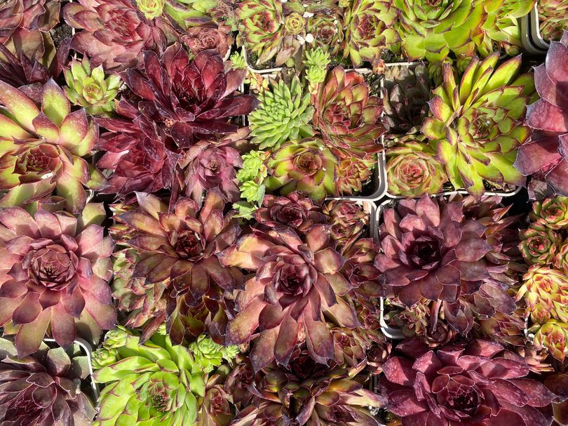 Huislook - Sempervivum (Gemengd)