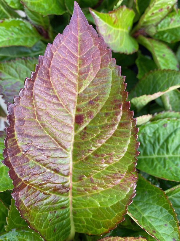 Hortensia - Hydrangea macrophylla 'Gräfin Cosel'