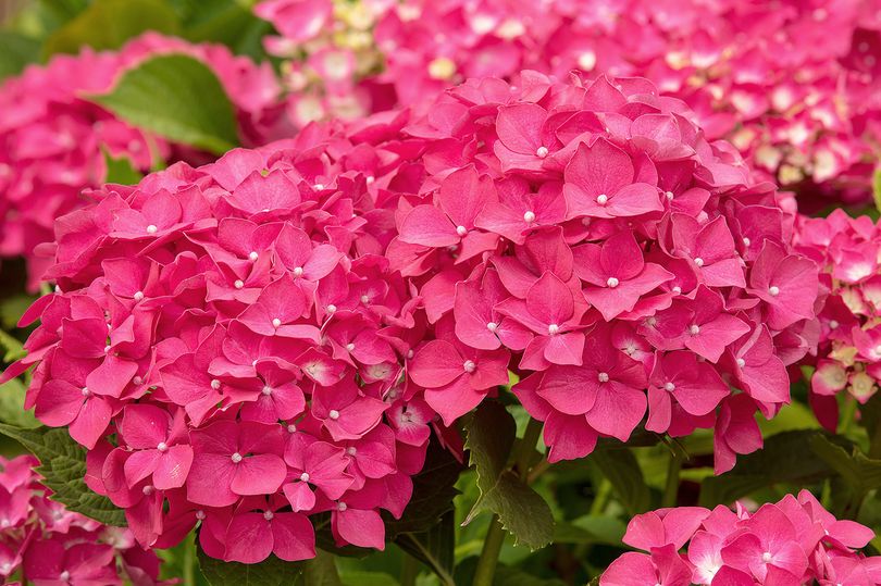  Hydrangea macrophylla 'Pia'