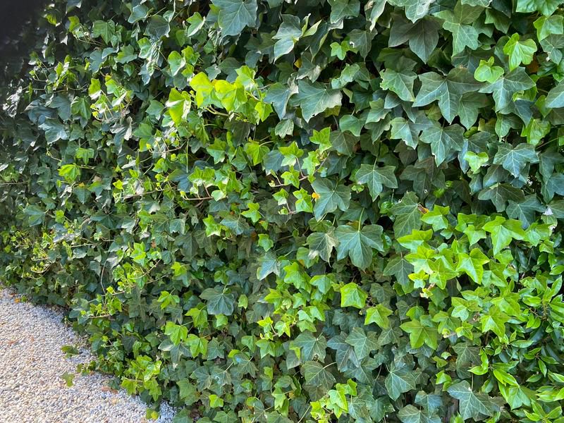 Hedera helix 'Woerner' kopen? Yarinde.nl Tuinplanten