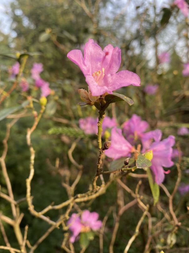 vroegbloeiende rhododendron