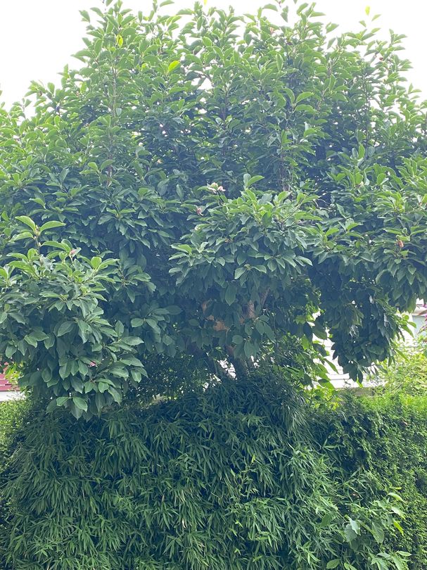 Valse Tulpenboom - Magnolia Liliiflora