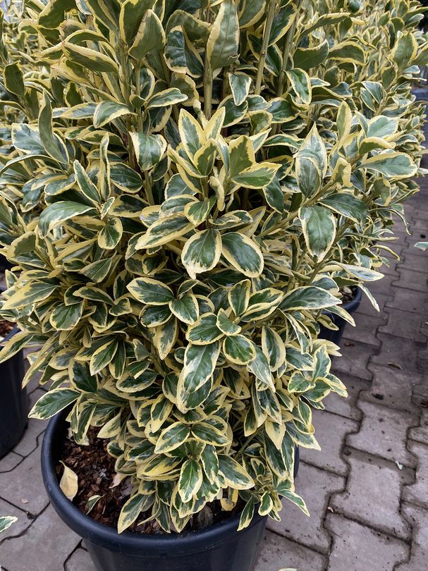 Japanse Kardinaalsmuts - Euonymus japonicus 'Bravo'