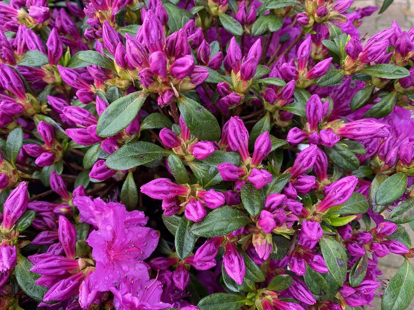 Japanse azalea - Rhododendron 'Koningsstein'