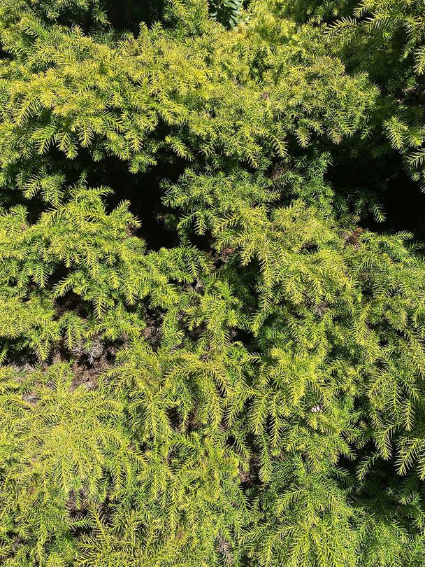 Japanse cipres - Cryptomeria japonica 'Monstrosa'