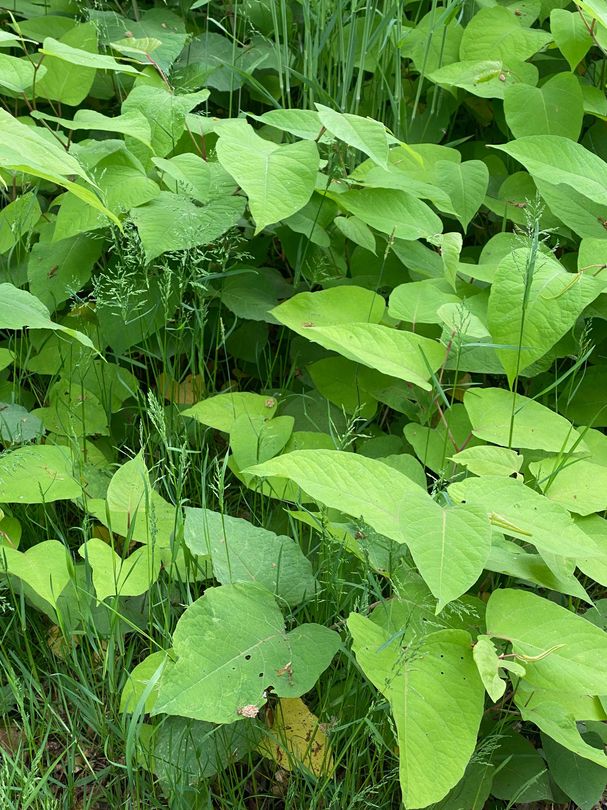 Fallopia japonica