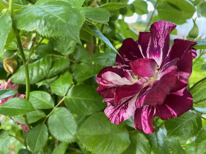 Klimroos - Rosa 'Purple Splash' bloem