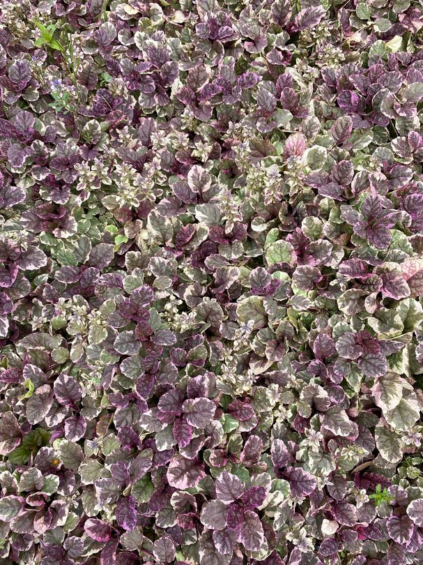 Kruipend Zenegroen Ajuga reptans Atropurpurea 