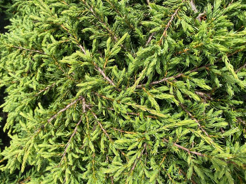 Kruipjeneverbes - Juniperus communis 'Repanda'