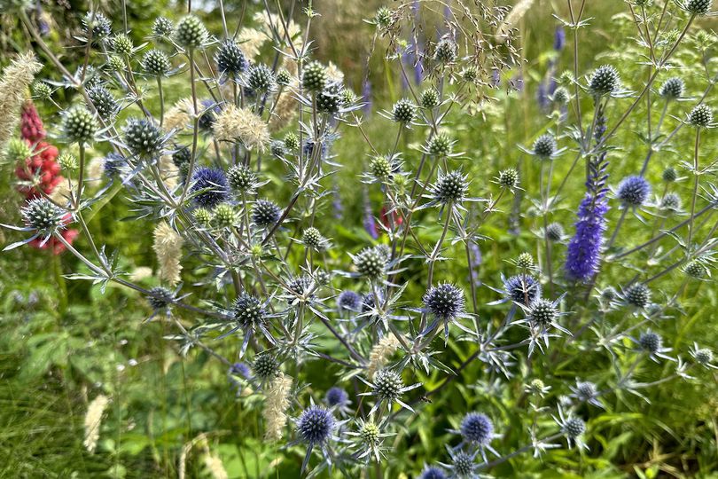 Kruisdistel - Eryngium planum - blauwe bloei