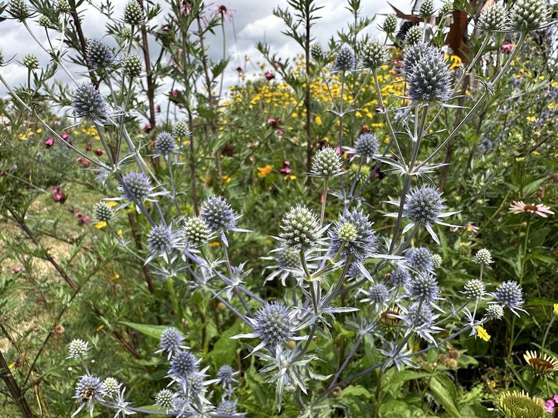 Kruisdistel - Eryngium x tripartitum