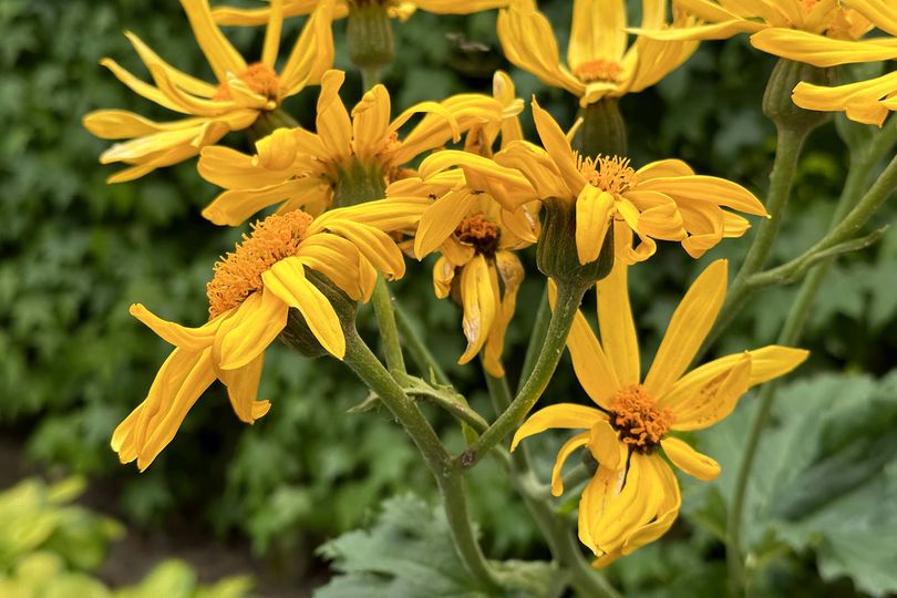 Bloei Kruiskruid - Ligularia x palmatiloba