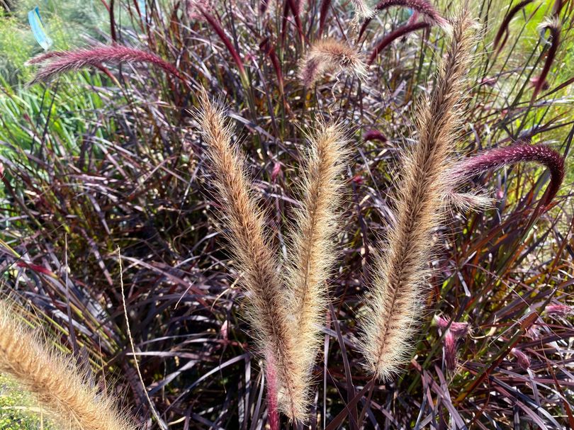 Lampenpoetsersgras - Pennisetum advena 'Summer Samba'