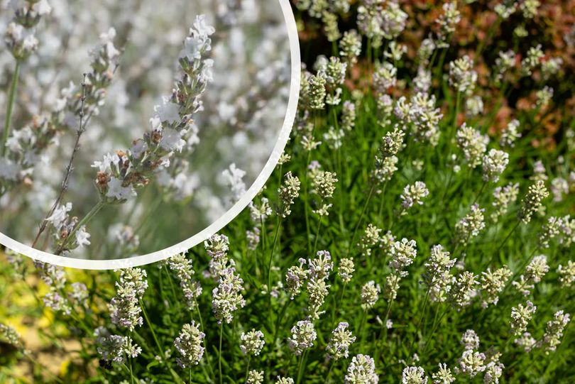 Gewone Lavendel - Lavendula angustifolia 'Edelweis'