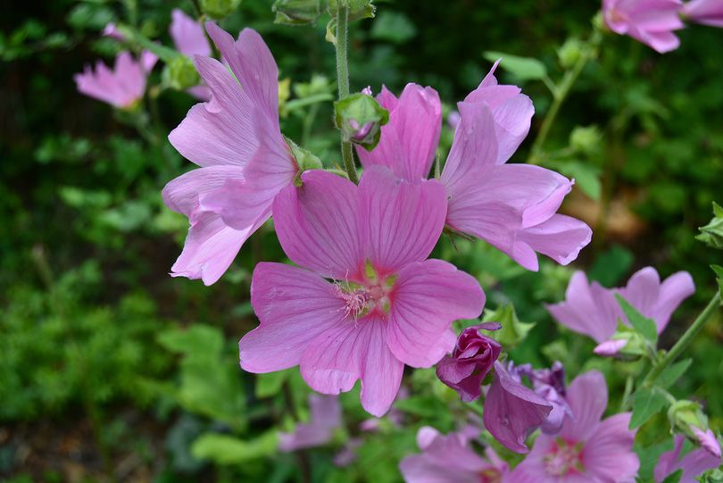 Struikmalva - Lavatera 'Candy Floss'