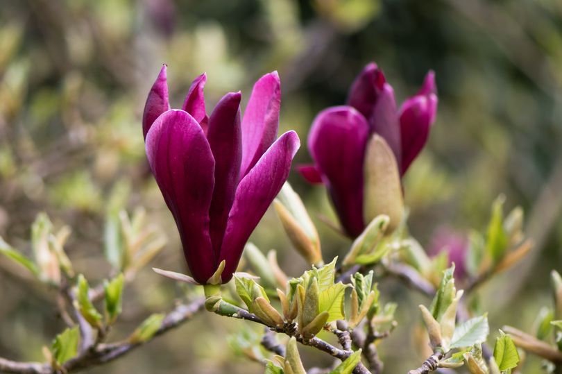 Leliemagnolia - Magnolia liliiflora 'Nigra'