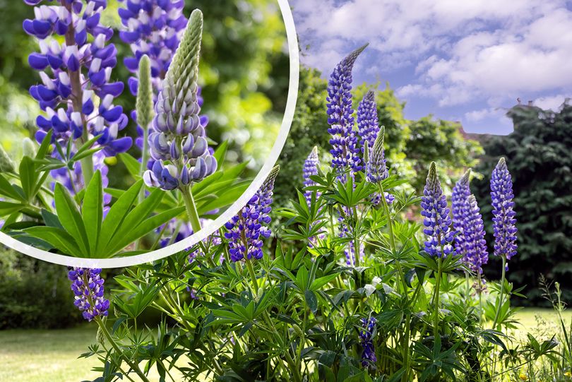 Lupine - Lupinus 'Gallery Blue' in bloei