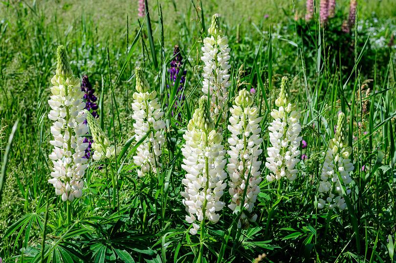 Lupine-Lupinus-Gallery-White.jpeg