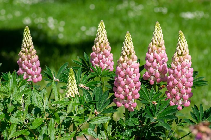 Lupine - Lupinus 'Gallery Pink'