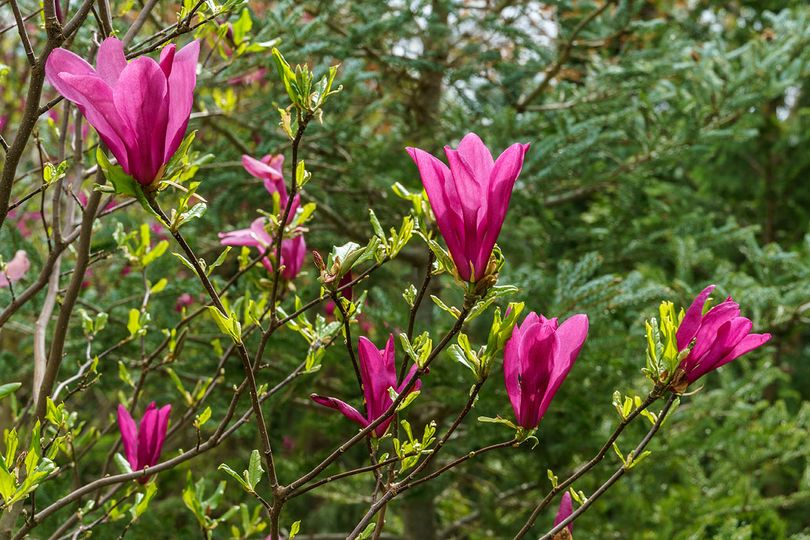 Beverboom - Magnolia 'Livingstone'