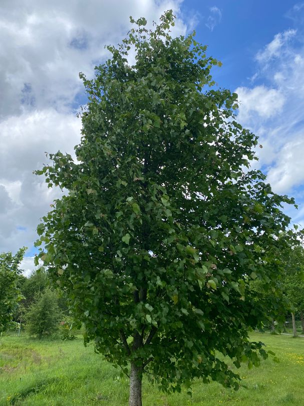 Mongoolse linde - Tilia mongolica