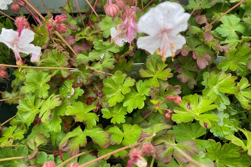 Ooievaarsbek - Geranium cantabrigiense 'St. Ola'