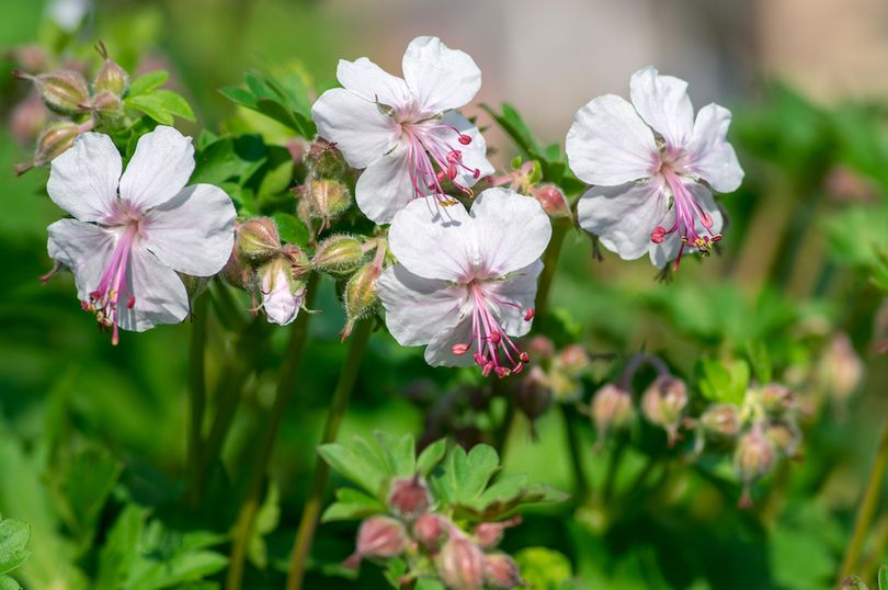 Ooievaarsbek-Geranium-cantabrigiense-biokovo.jpg