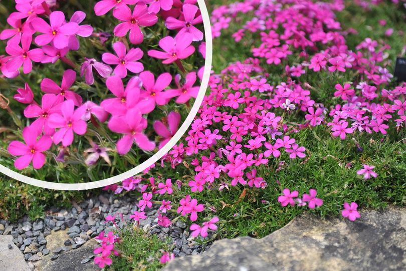 Vlambloem - Phlox douglasii 'Crackerjack'