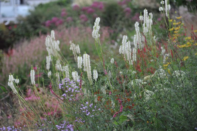 Pimpernel - Sanguisorba Canadensis wit bloeiende prairieplant