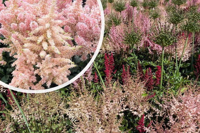 Pluimspirea - Astilbe 'Peach Blossom' in bloei