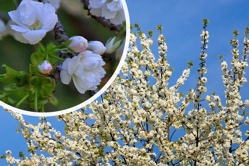 Dubbele Sierkers - Prunus avium 'Plena' Hoogstam boom