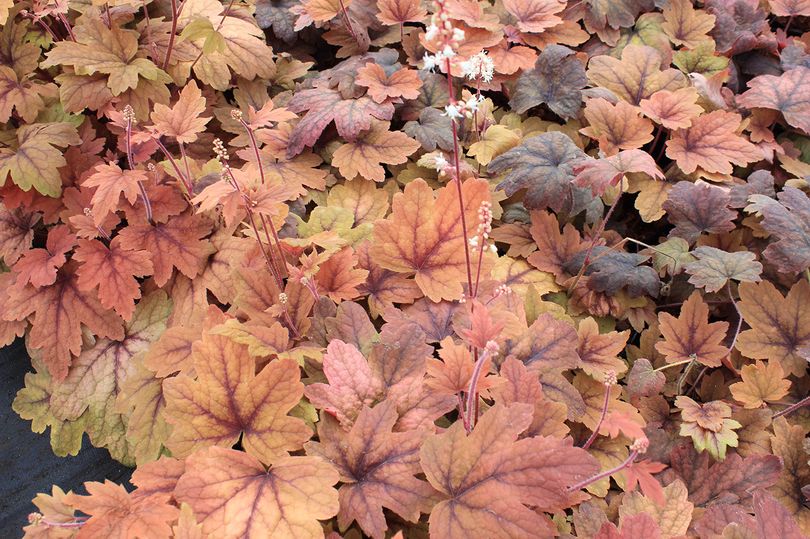 Purperklokje - Heuchera 'Sweet Tea'