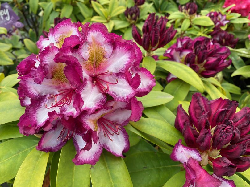 Rododendron - Rhododendron 'Pushy Purple' in bloei