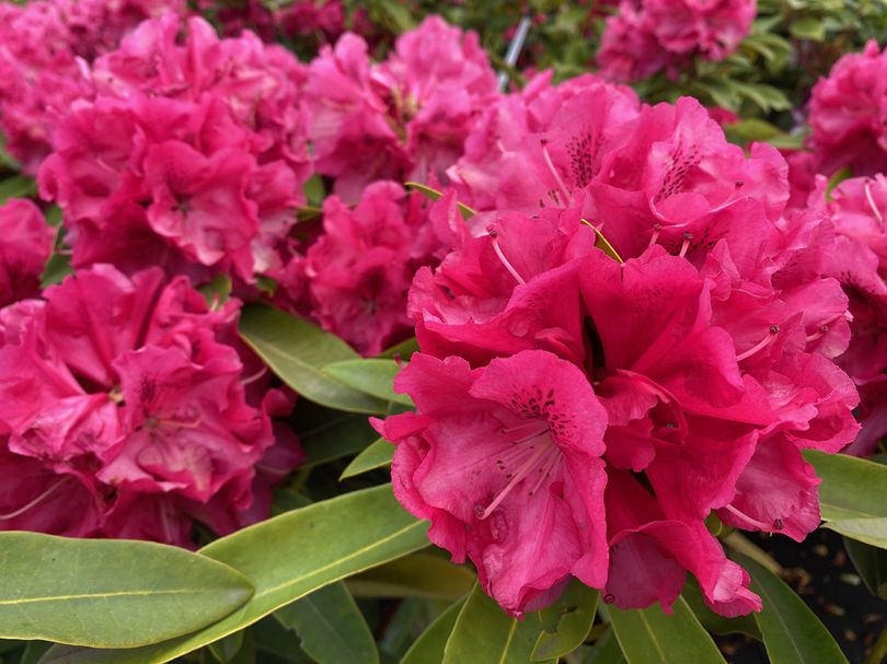 Rododendron - Rhododendron 'Wilgen's Ruby'