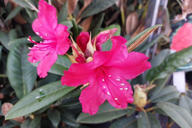 Rododendron - Rhododendron hybride 'Rot' in bloei