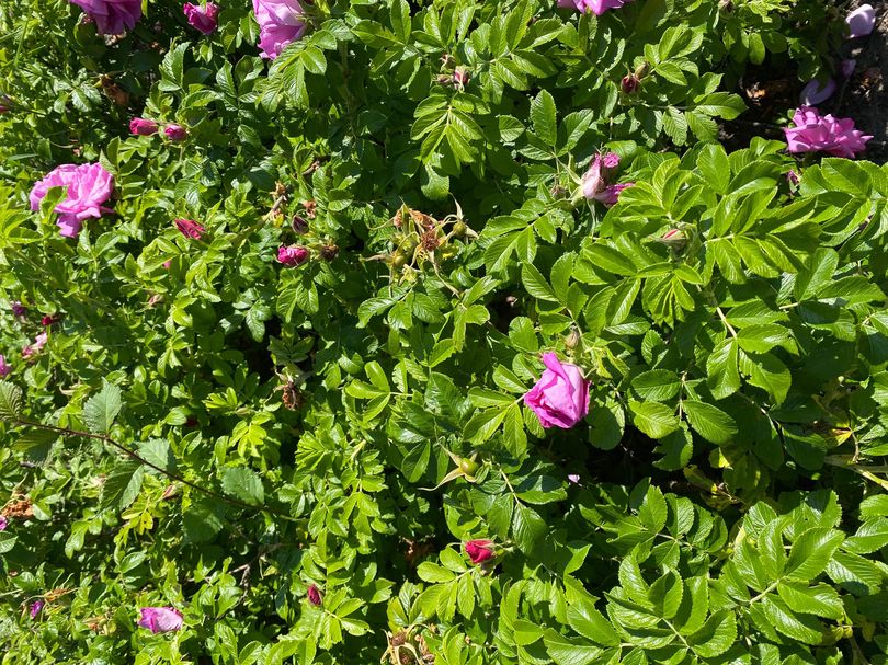 Rimpelroos - Rosa rugosa