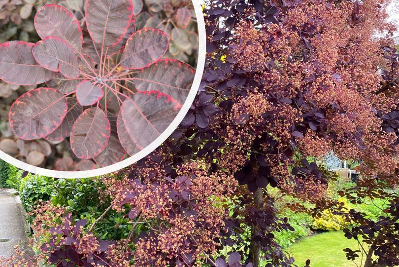 Roter Perückenstrauch - Cotinus coggygria 'Royal Purple'.