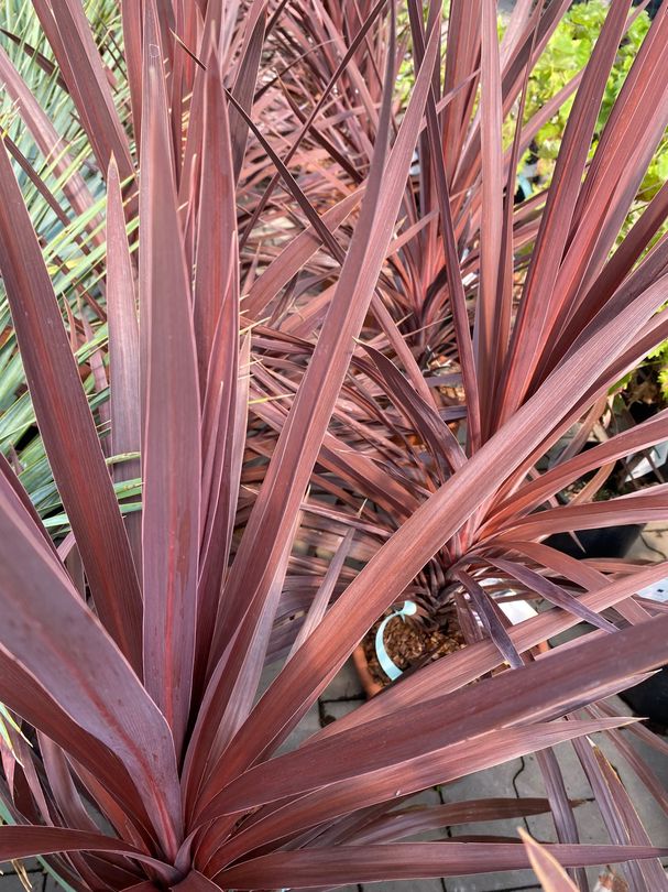 Rode koolpalm - Cordyline australis 'Red Star'