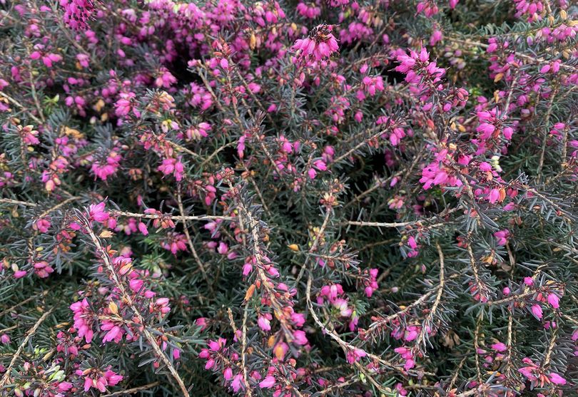 Rode winterheide - Erica darleyensis