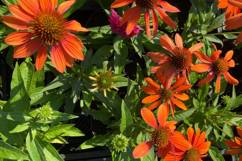 Rode zonnehoed - Echinacea purpurea 'Sombrero Adobe Orange'