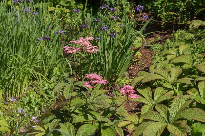 Schout-bij-nacht - Rodgersia pinnata 'Bronze Peacock'