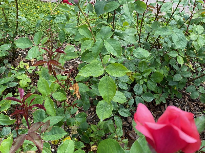 Grootbloemige roos - Rosa 'Carina'