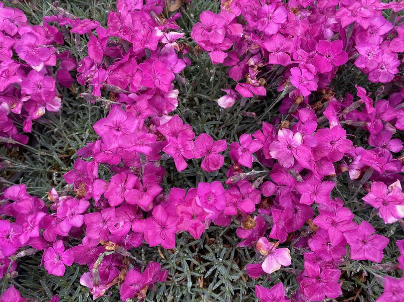 Rotsanjer - Dianthus gratianopolitanus 'Babi Lom'