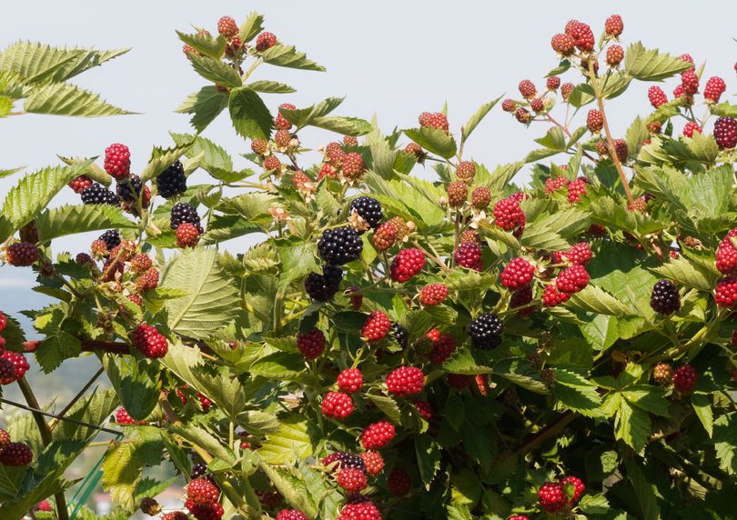 Dwergbraam - Rubus fruticosus lowberry