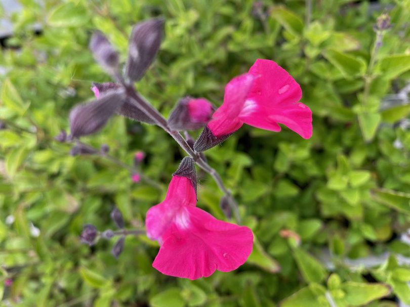 Salie - Salvia 'Vevina'