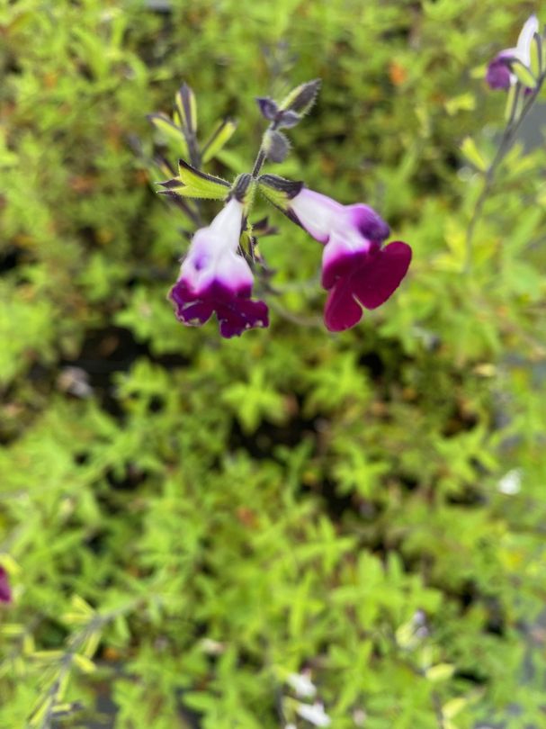 Salie - Salvia greggii 'Mirage Soft Pink'